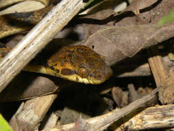 Image of cat-eyed snakes