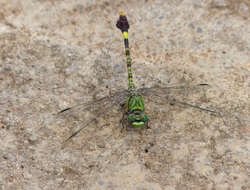 Image of Common Hooktail