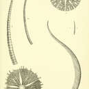 Image of Zygometra microdiscus (Bell 1882)