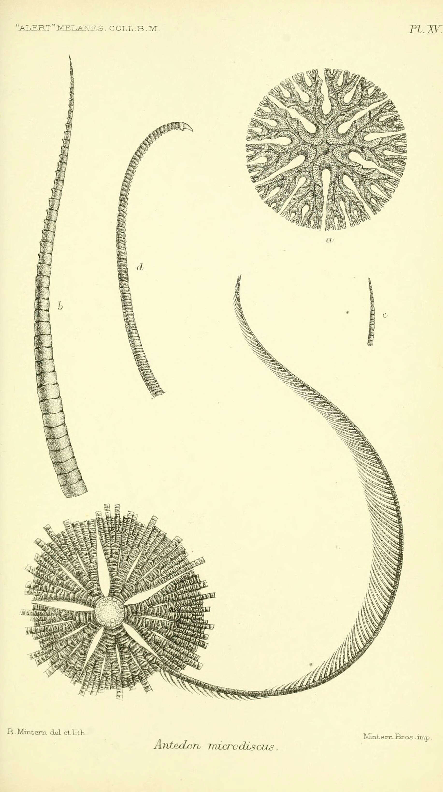 Sivun Himerometroidea AH Clark 1908 kuva