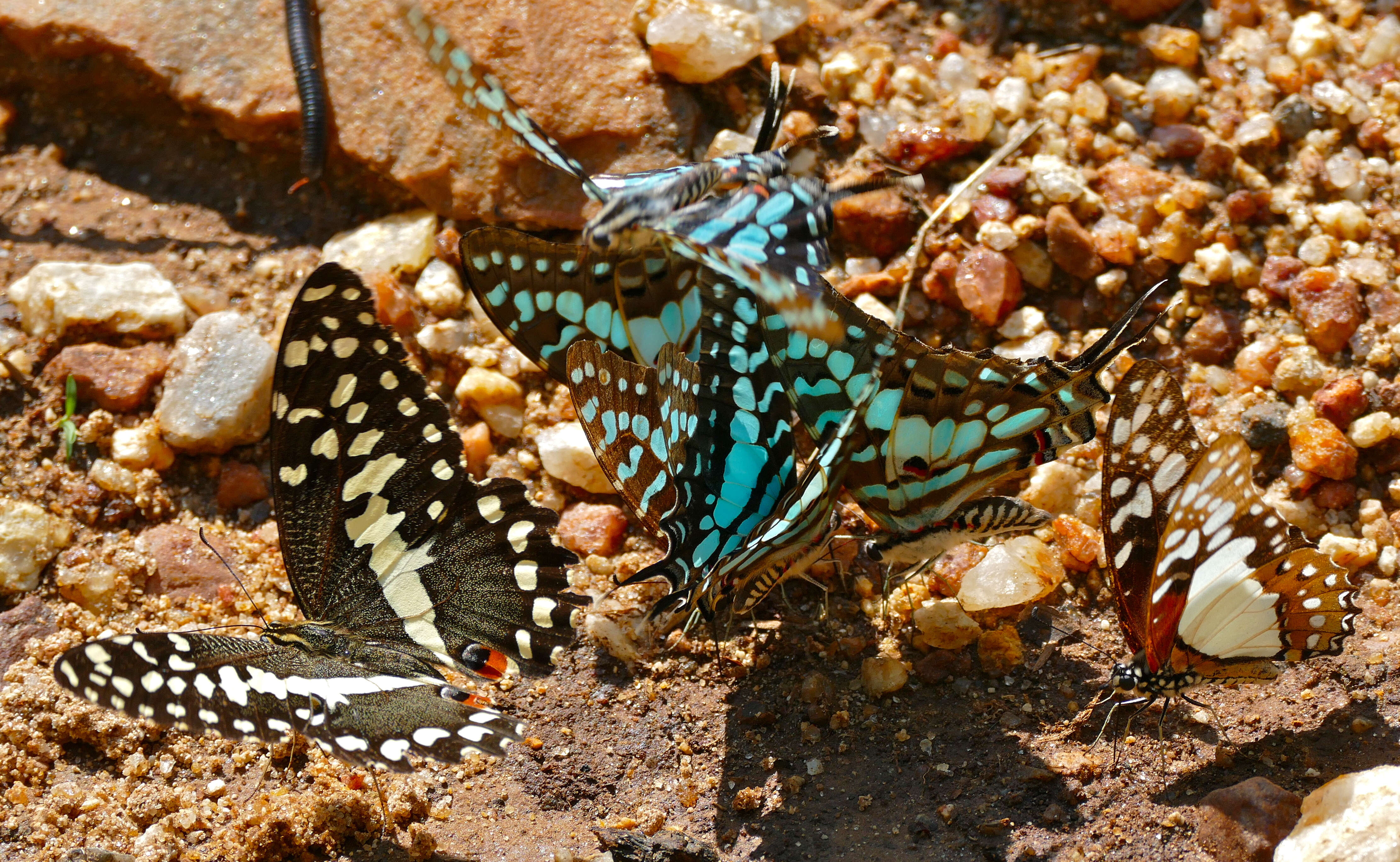 Image de Graphium angolanus (Goeze 1779)