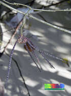 Image of Hoya acuta Haw.