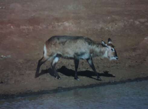 Image of Ellipsen Waterbuck