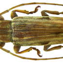 Image of Long horned beetle