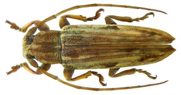 Image of Mycerinopsis