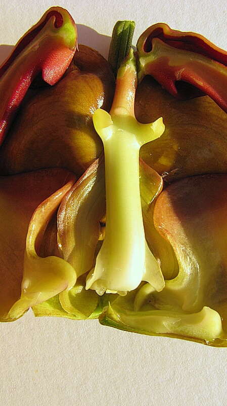 Image of Coryanthes speciosa Hook.