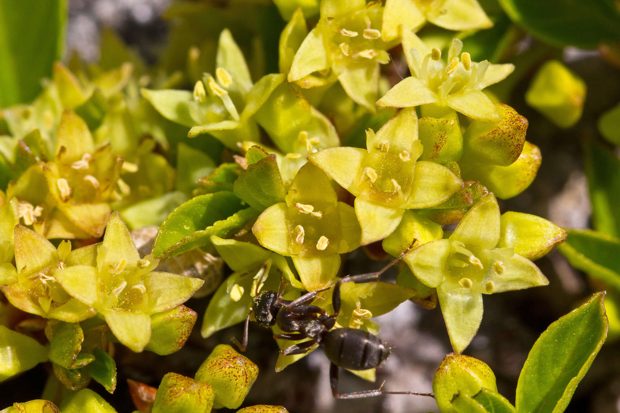 Image of rock buckthorn