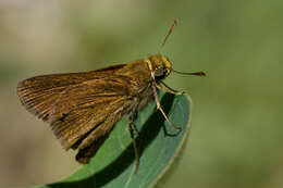 Image of Dun Sedge Skipper