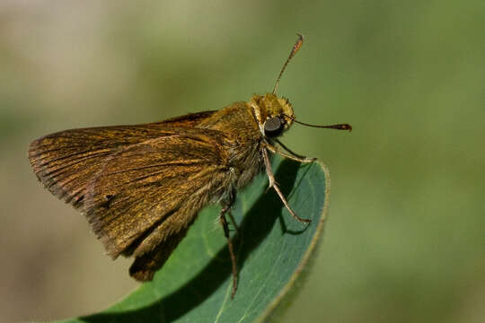 Image of Dun Sedge Skipper