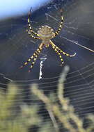 Image of Argiope lobata (Pallas 1772)