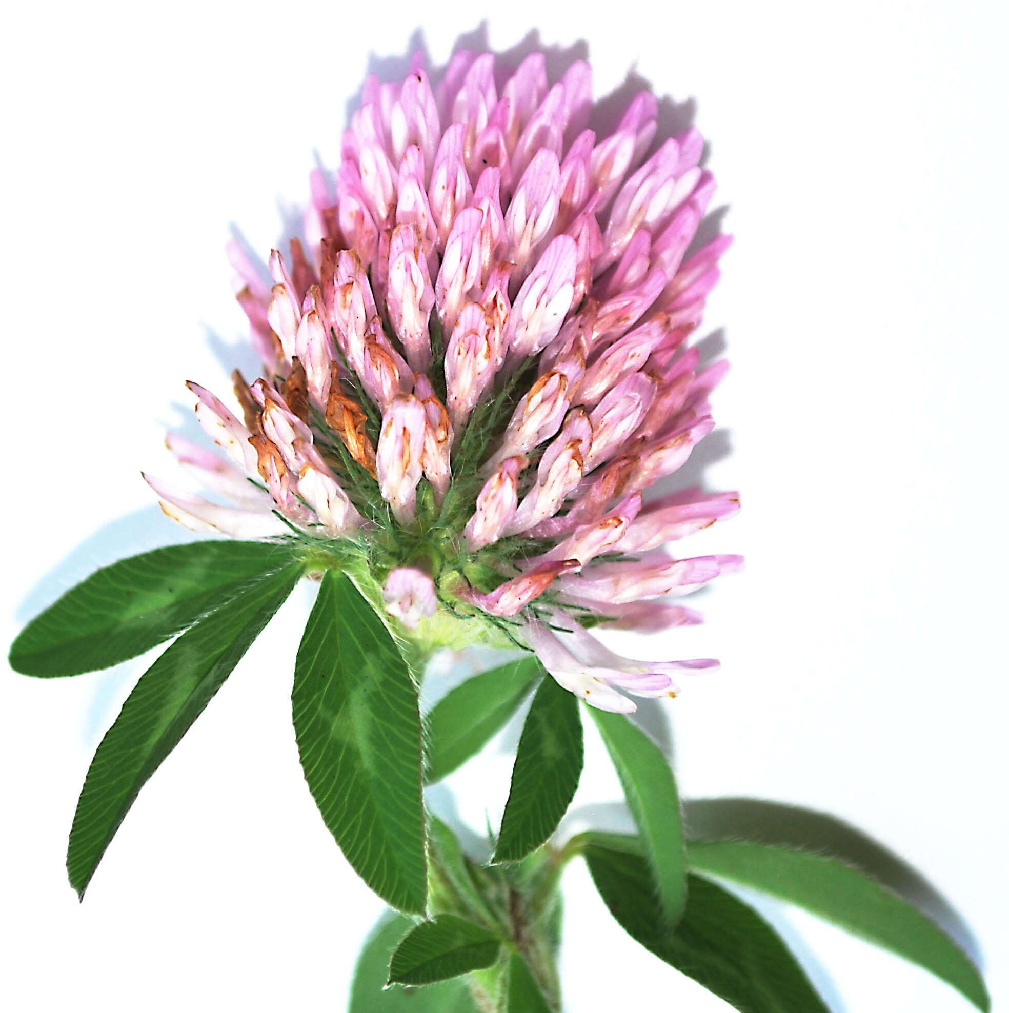 Image of clover