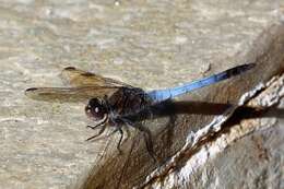 Image of Skimmers (Dragonflies)