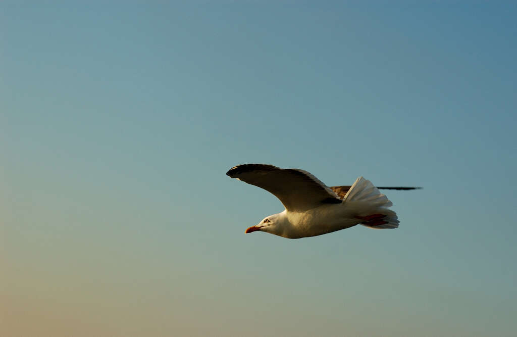 Image of Larus fuscus intermedius Schiøler 1922