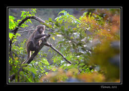 Image of Taiwan macaque