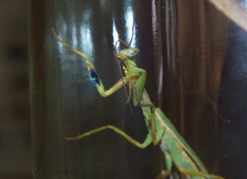 Image of praying mantises