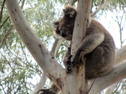 Image of Wombats and Koalas