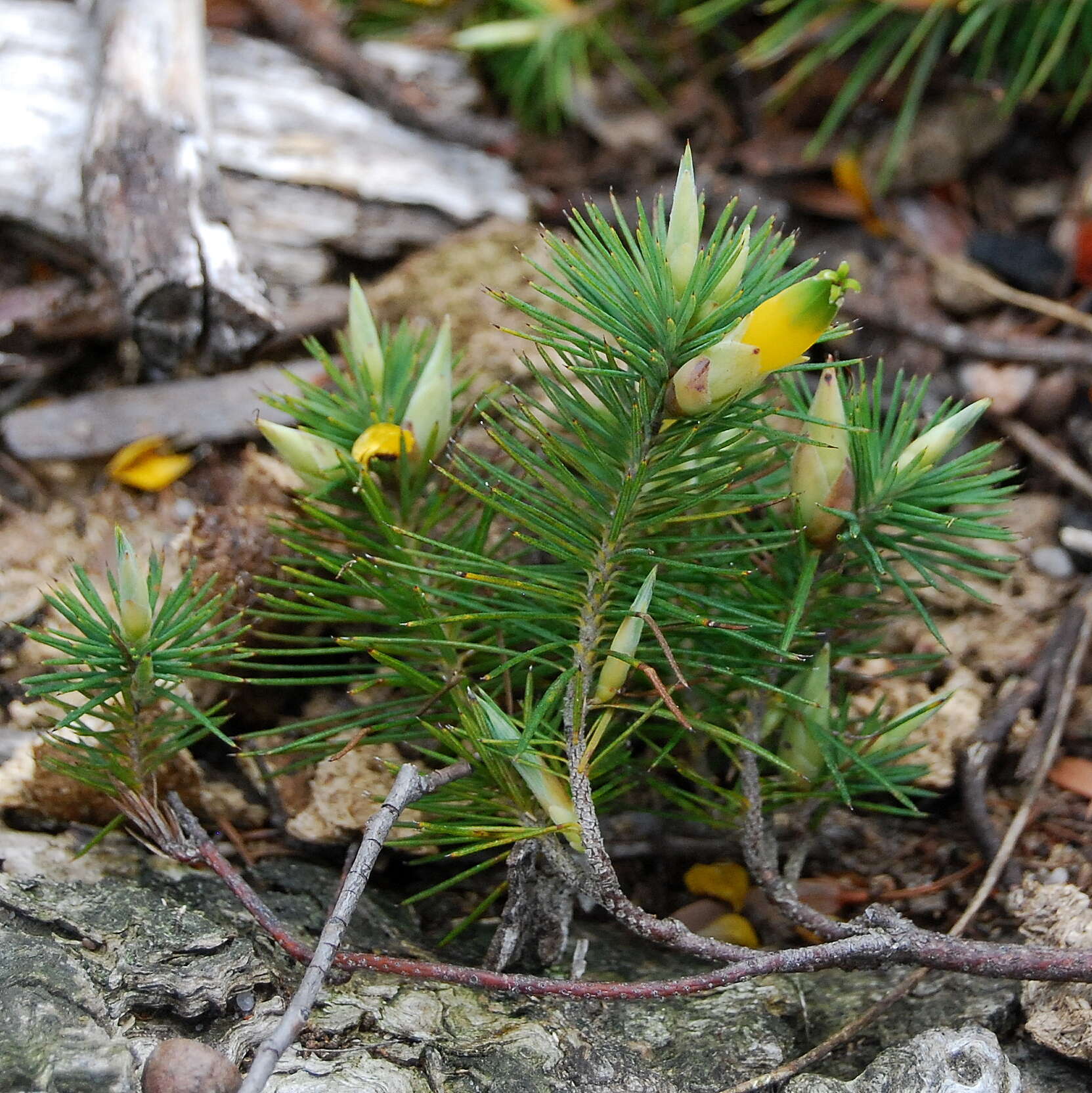 Слика од Astroloma pinifolium (R. Br.) Benth.