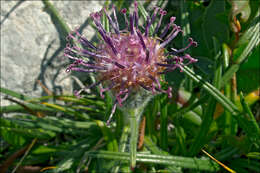 Saussurea pygmaea (Jacq.) Spreng.的圖片