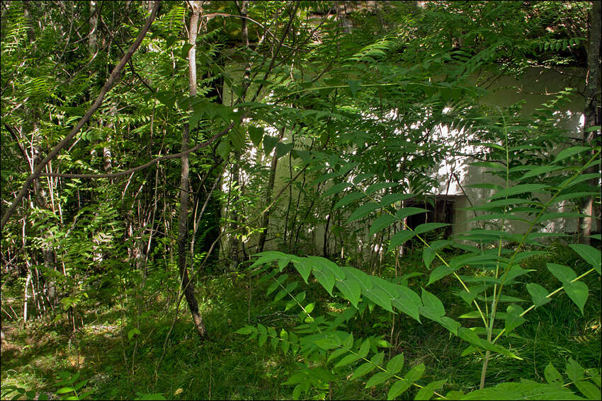 Image of tree-of-heaven