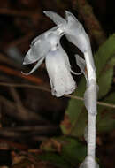 Image of Indianpipe