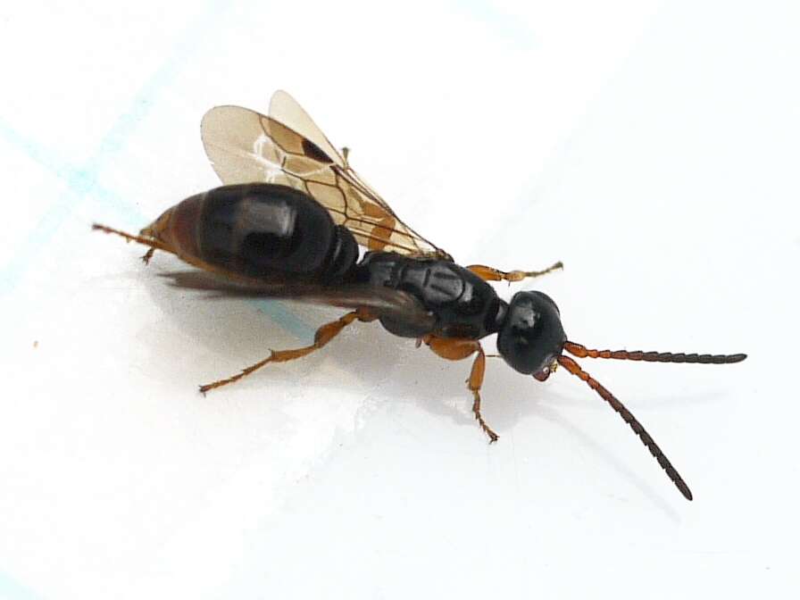 Image of sierolomorphid wasps