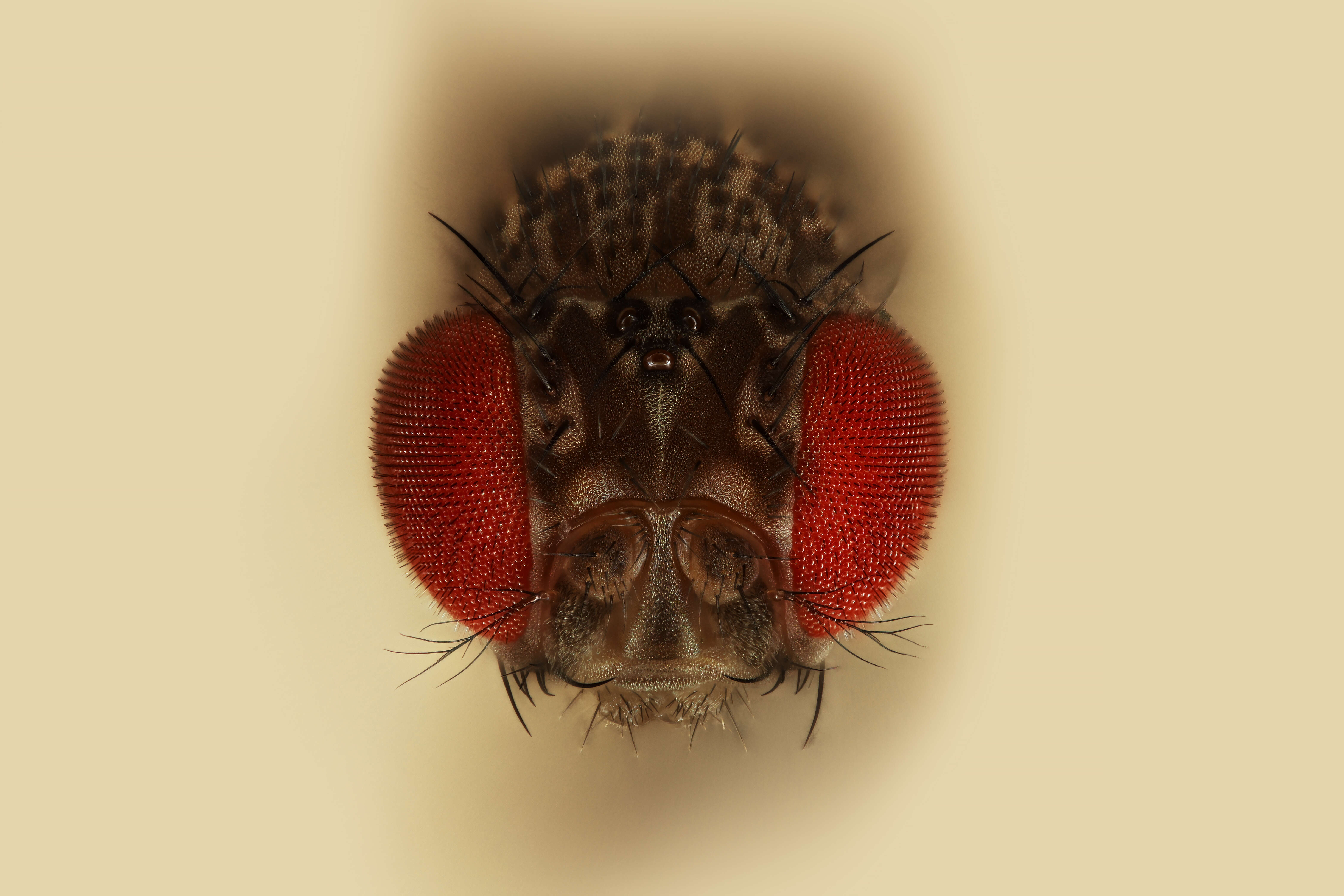 Image of fruit fly