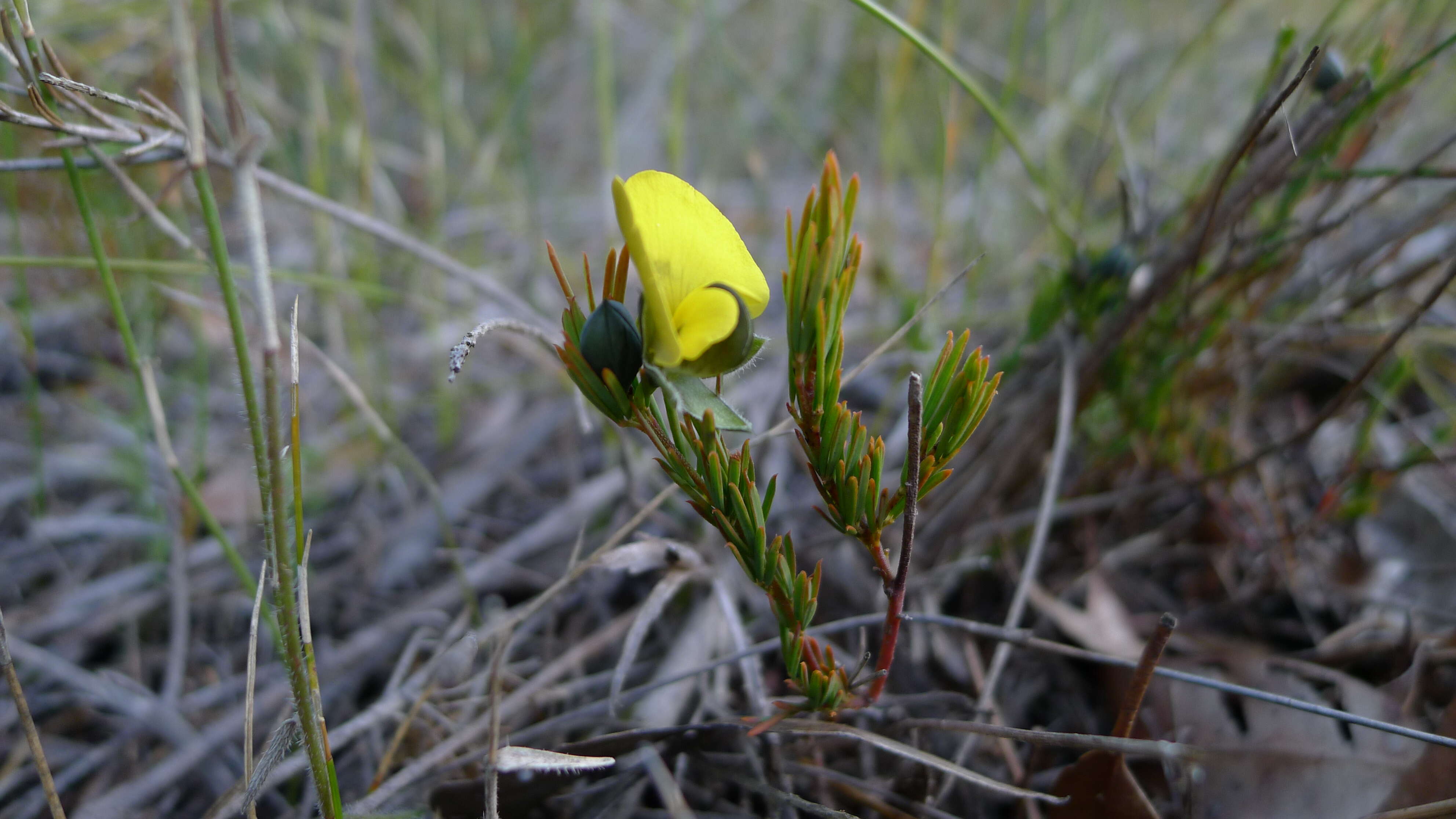 Image of dwarf wedge pea