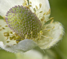 Image of candle anemone