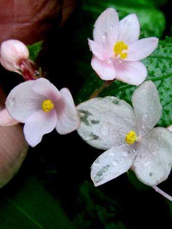 Image of Begonia crenata Dryand.