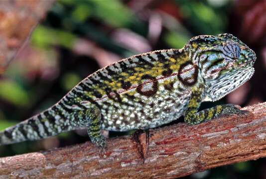 Image of Malagasy chameleons