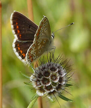 Image of brown argus