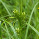 صورة Carex lupuliformis Sartwell ex Dewey