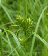 Image of false hop sedge