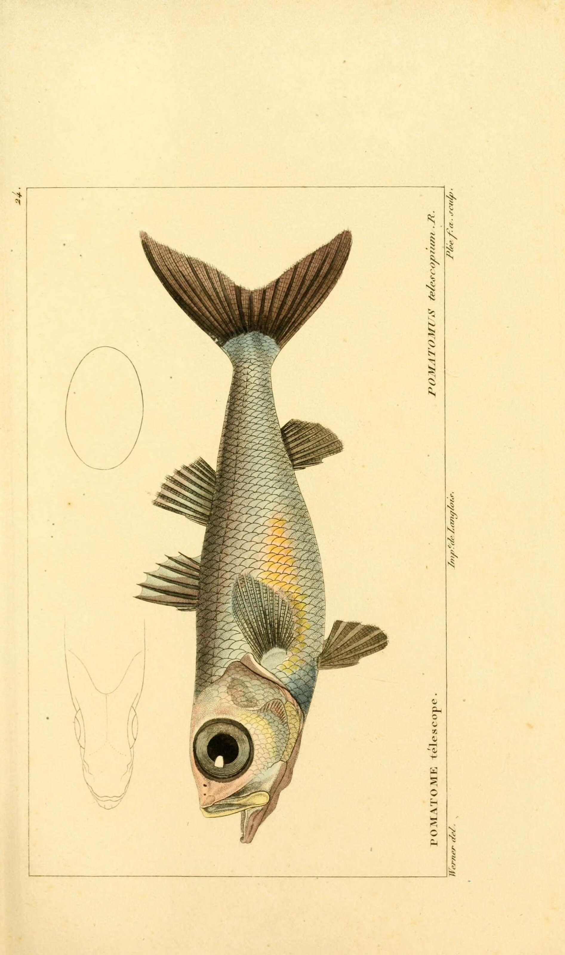 Imagem de Epigonus telescopus (Risso 1810)