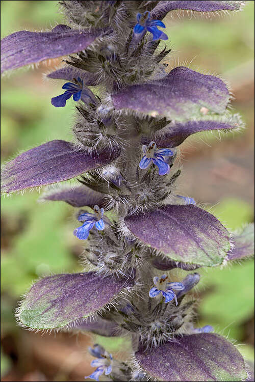 Image of Pyramidal Bugle