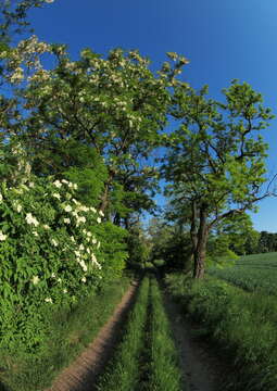 Imagem de Sambucus nigra L.