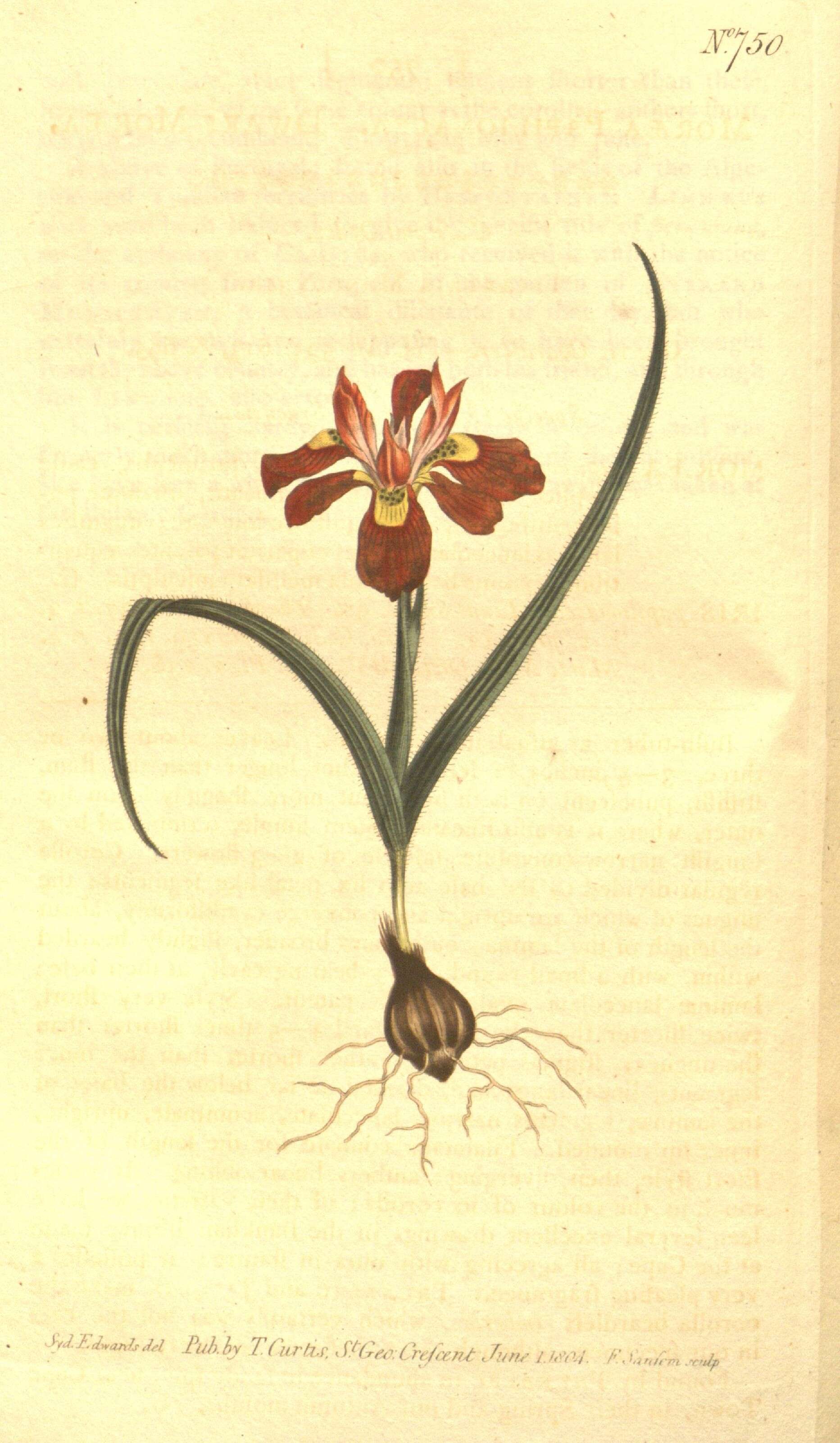Image of Moraea papilionacea (L. fil.) Ker Gawl.