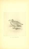 Image of prairie-chickens:  greater prairie-chicken; lesser prairie-chicken