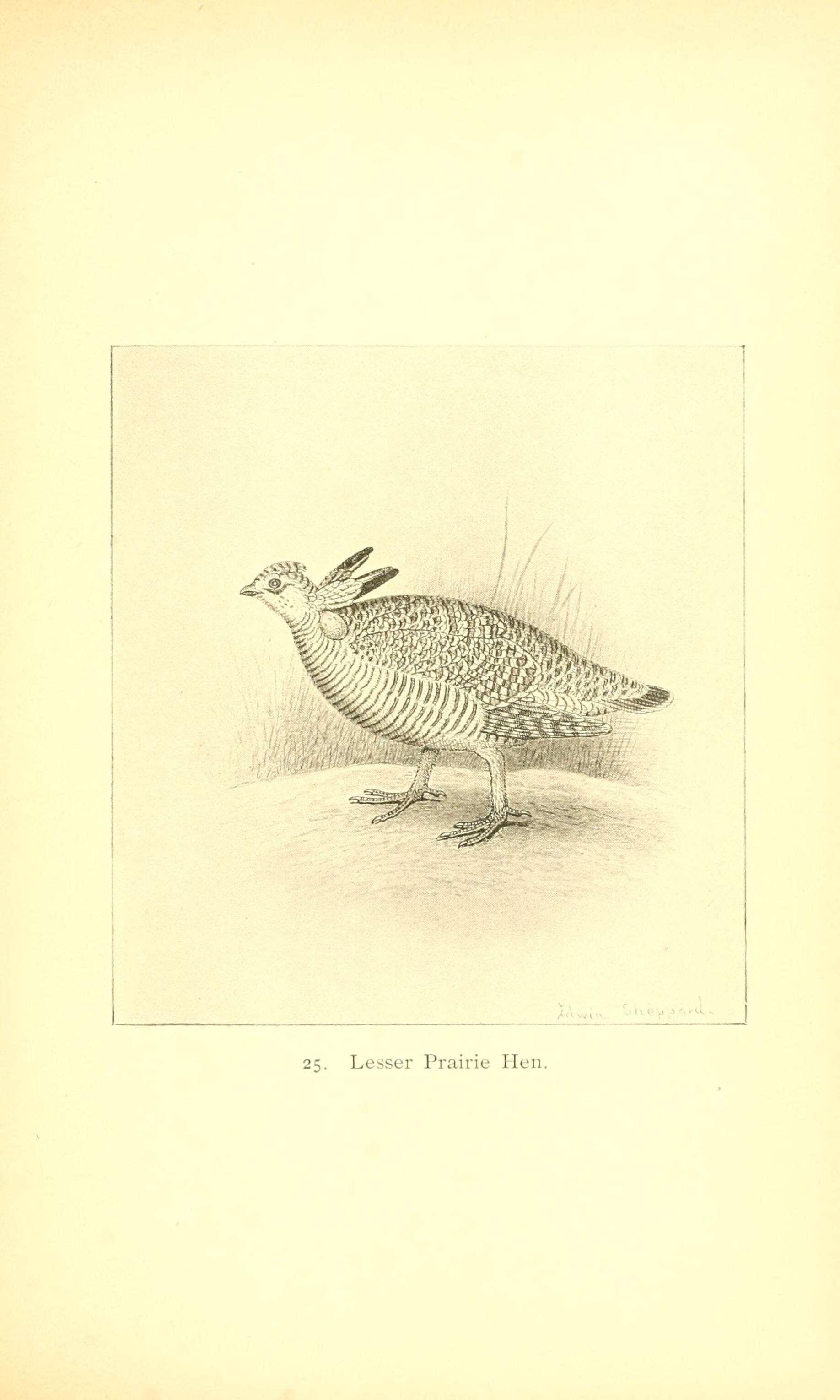 Image of prairie-chickens:  greater prairie-chicken; lesser prairie-chicken
