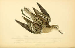 Image of Calidris Merrem 1804