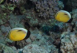 Image of Blacktail Butterflyfish