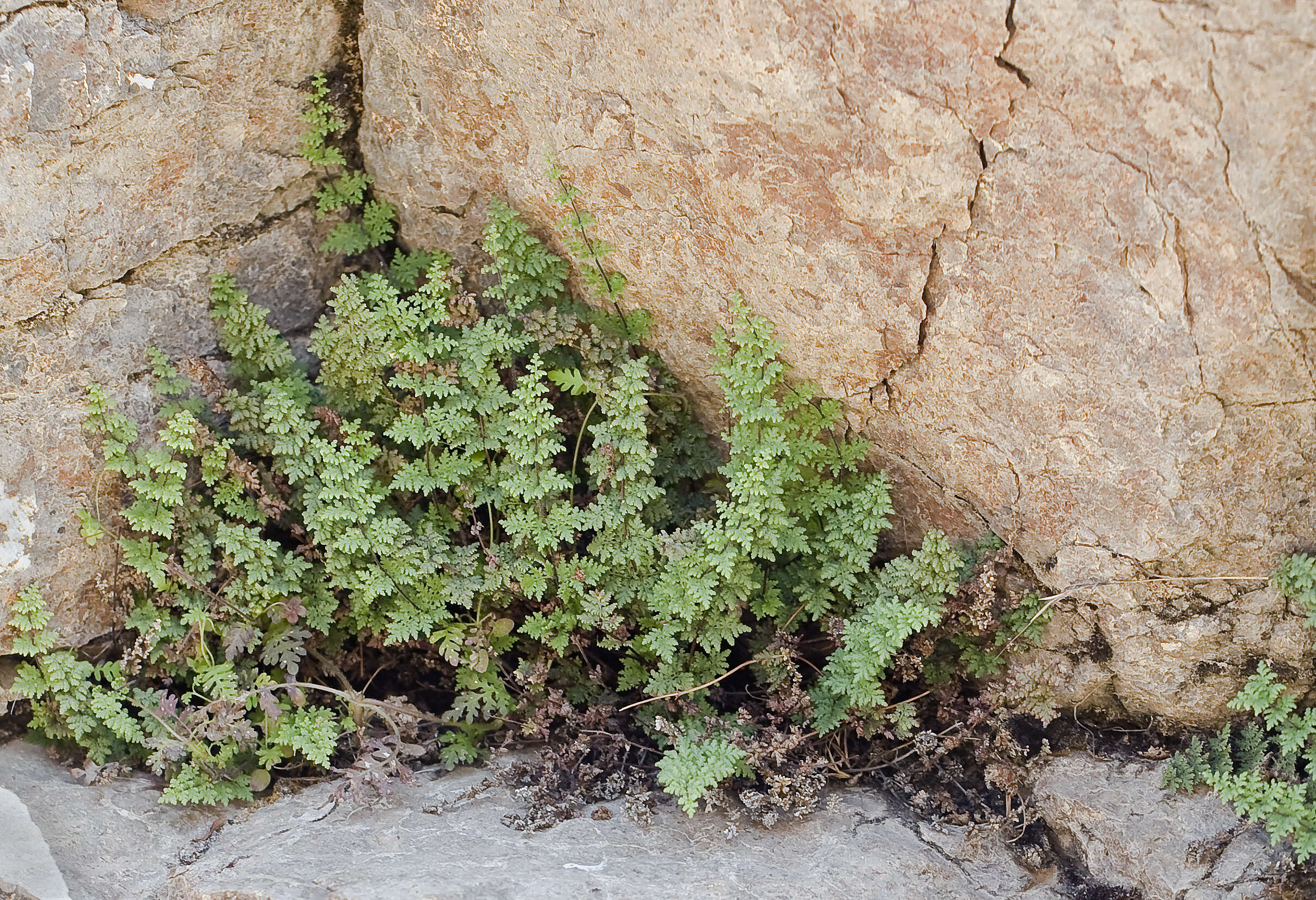 Image of viscid lipfern