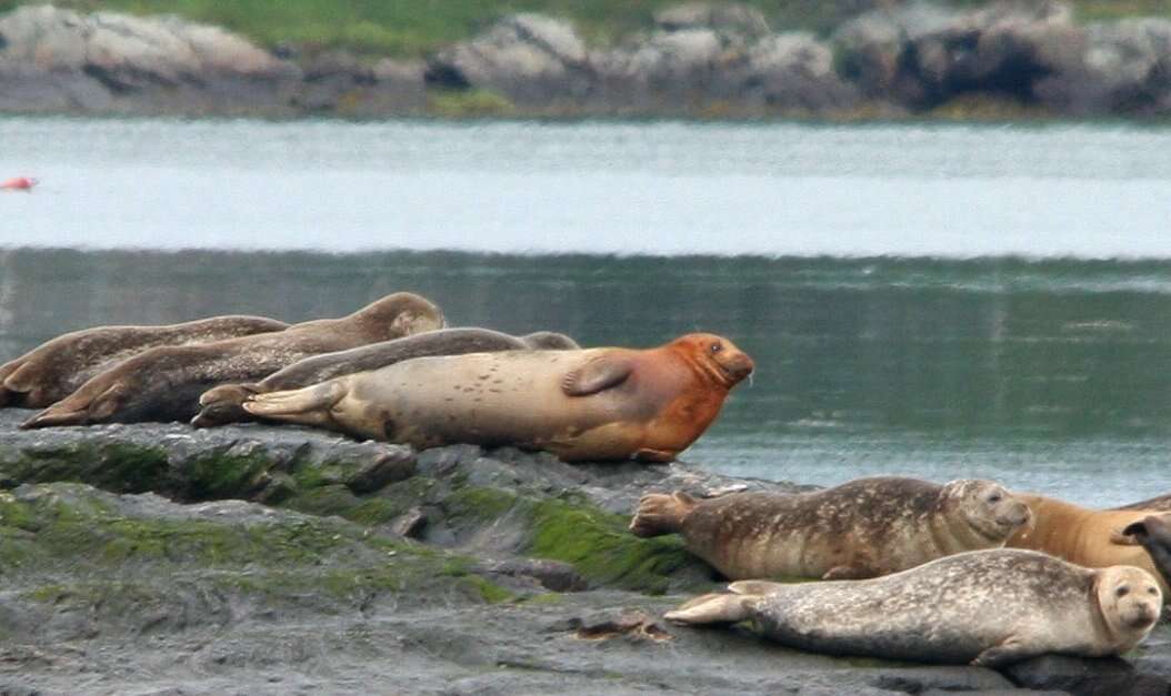 Image of Mediterranean Monk Seal