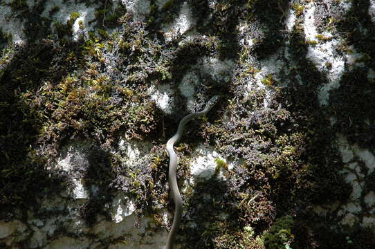 Image of Grass Snake