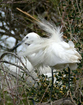 Image of Egretta Forster & T 1817