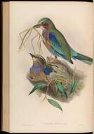 Sivun Coracias affinis Horsfield 1840 kuva