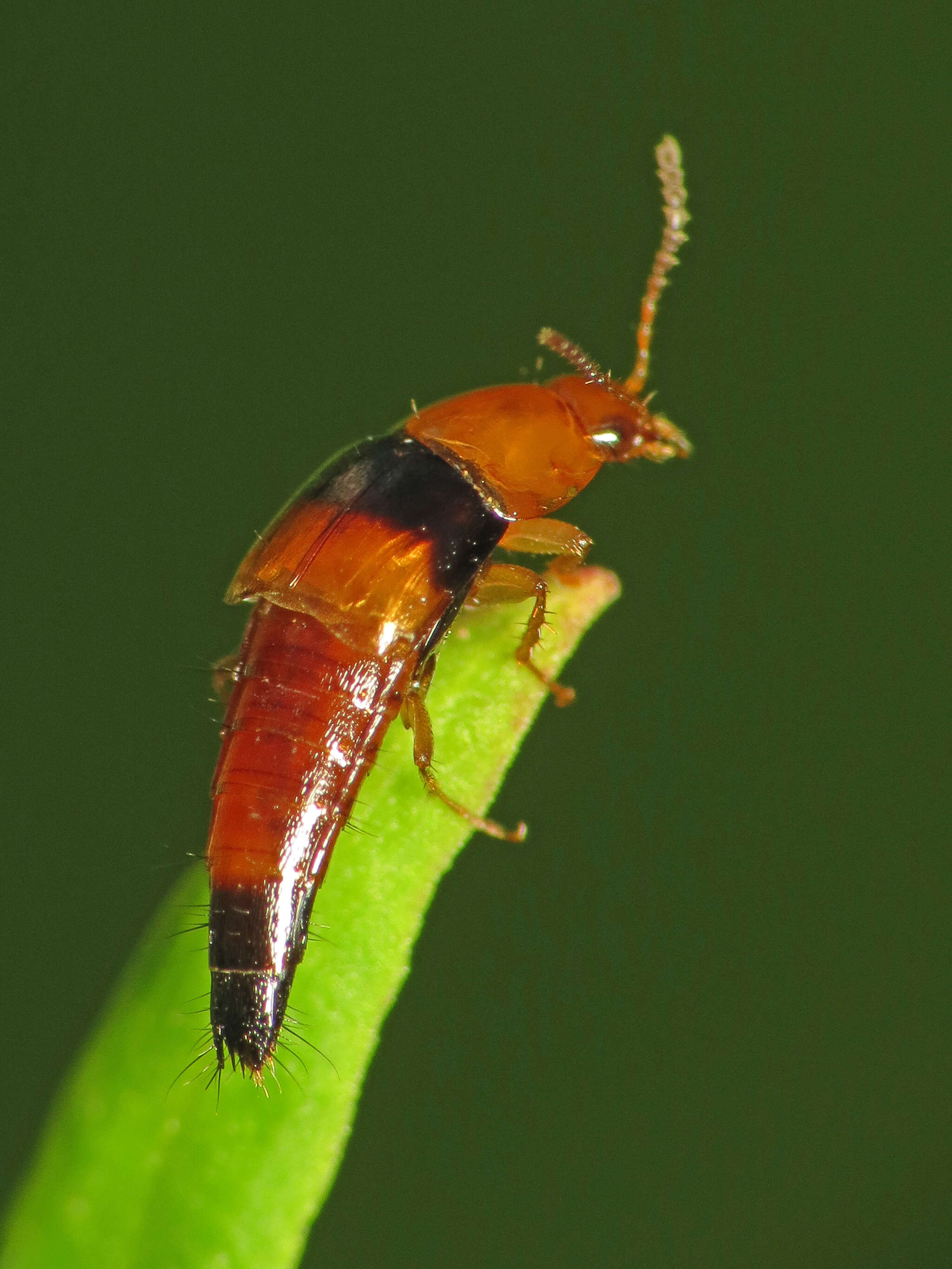 Слика од Tachyporus