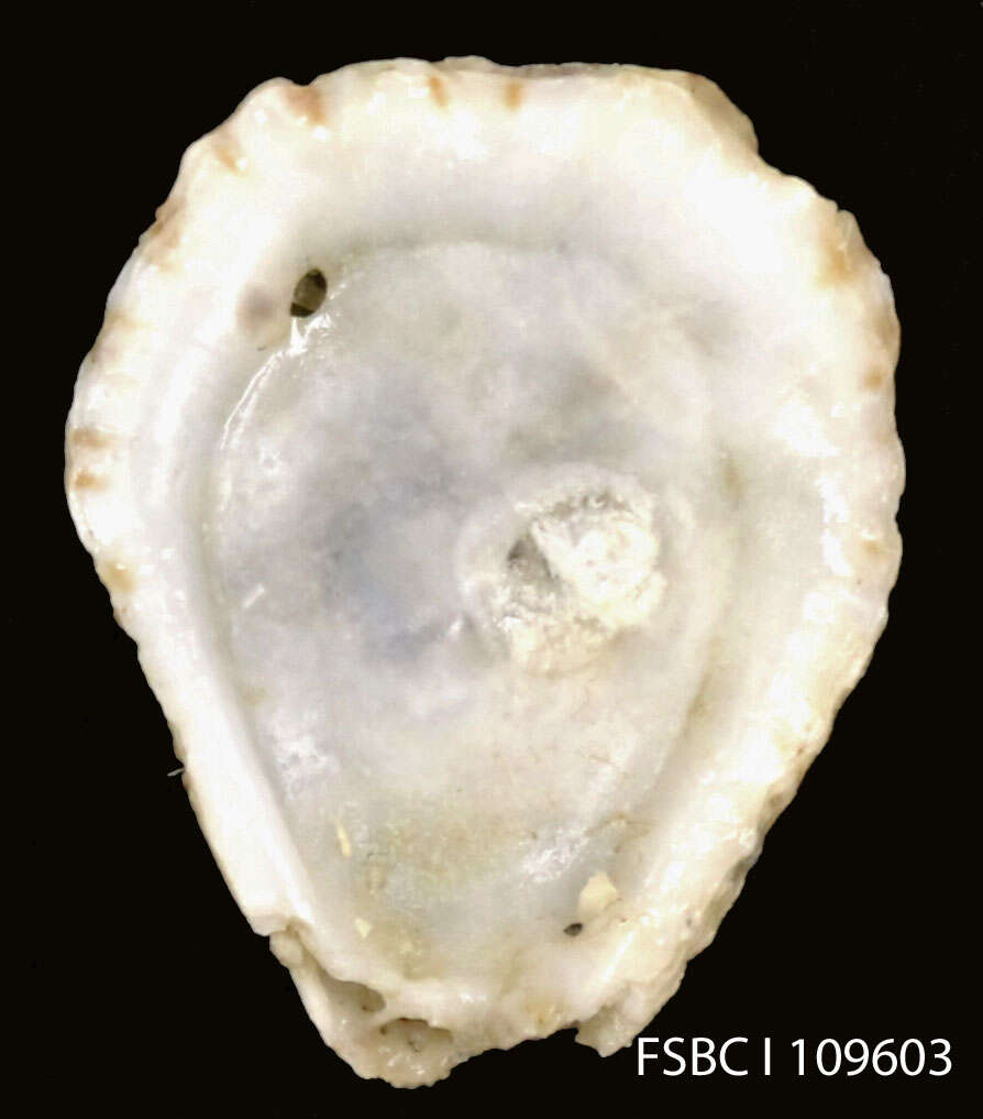 Image de Ostreoidea Rafinesque 1815