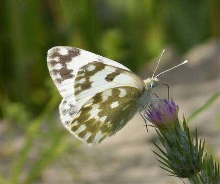 Image of Eastern Bath White