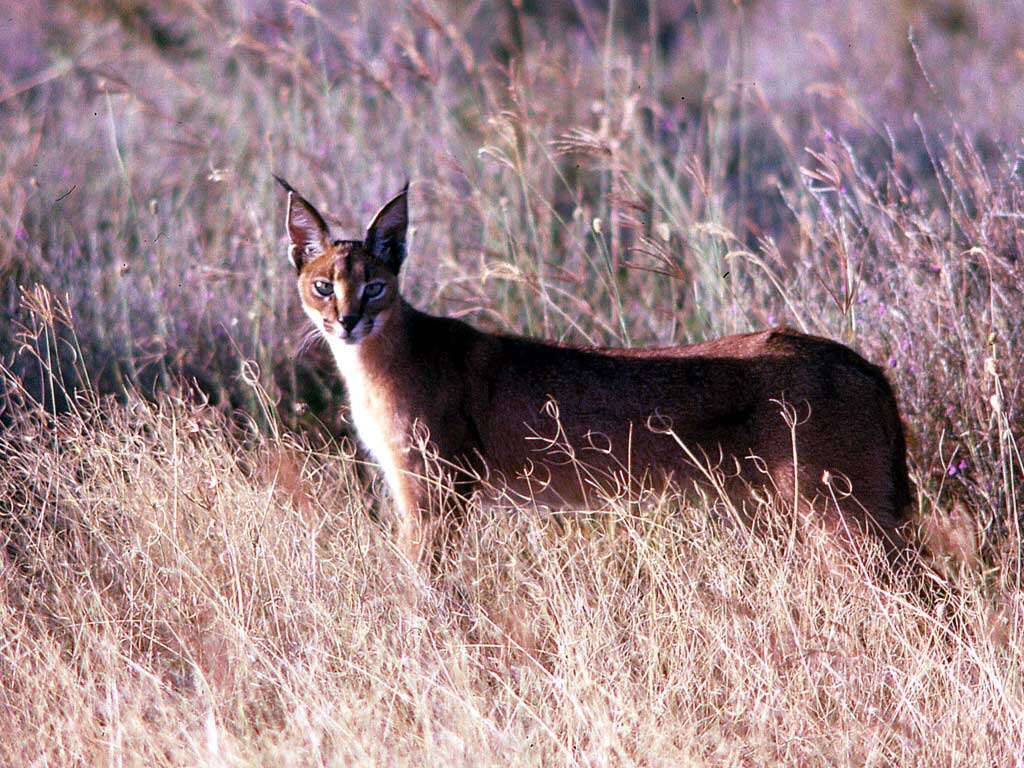 Image of Caracals